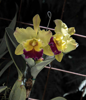 CORAZÓN CATTLEYA #6