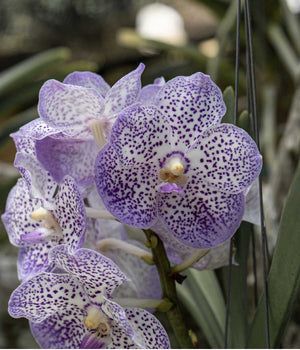 CORAZÓN VANDA #4