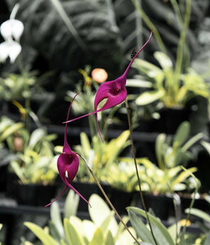 CORAZÓN EPIDENDRUM #3