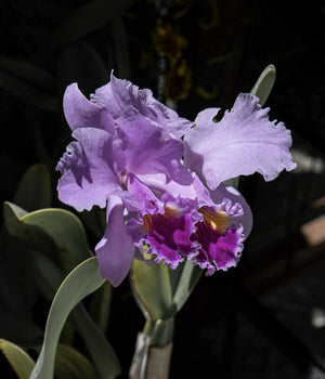 CORAZÓN ONCIDIUM LILA #11