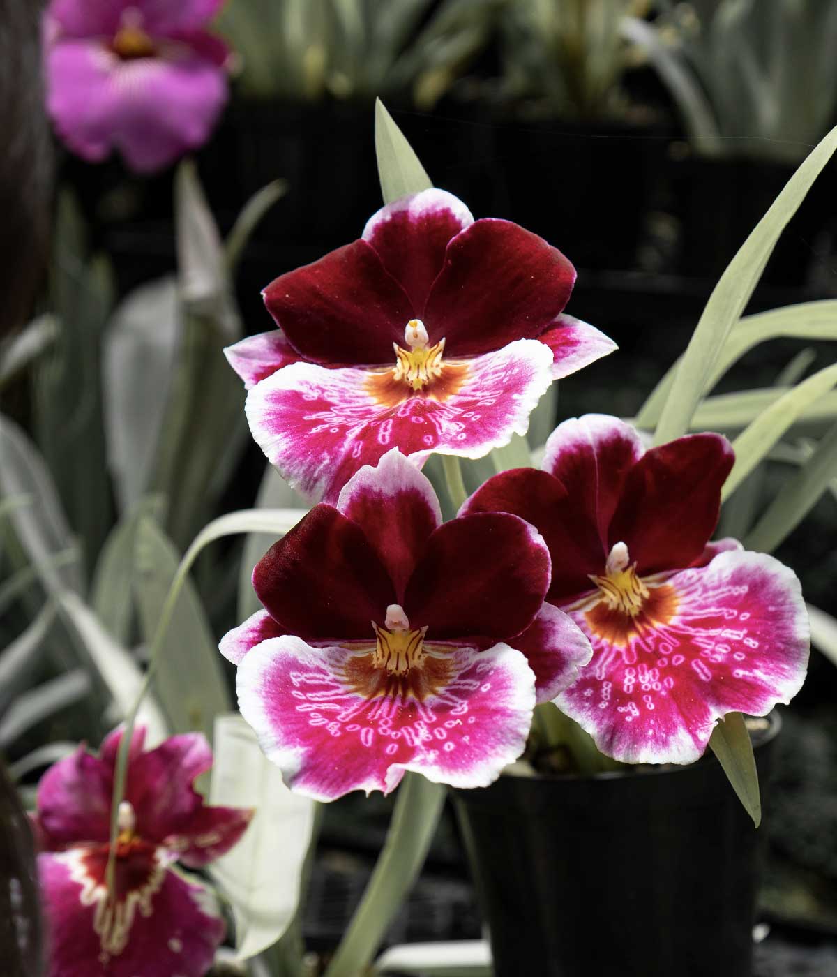 CORAZÓN MILTONIOPSIS #7