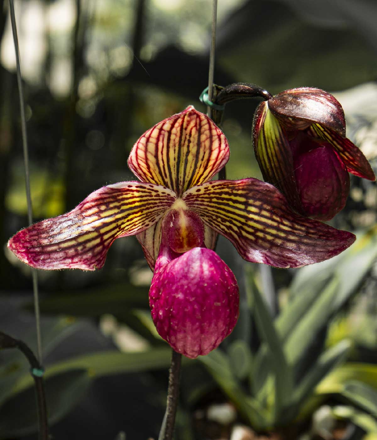 CORAZÓN PAPHIOPEDILUM #10