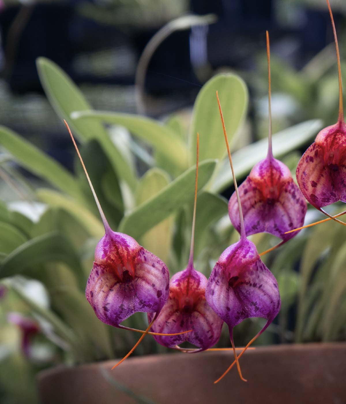 CORAZÓN MASDEVALLIA  #2