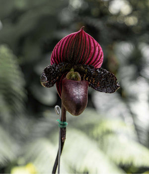 CORAZÓN  LADY’S SLIPPER #5