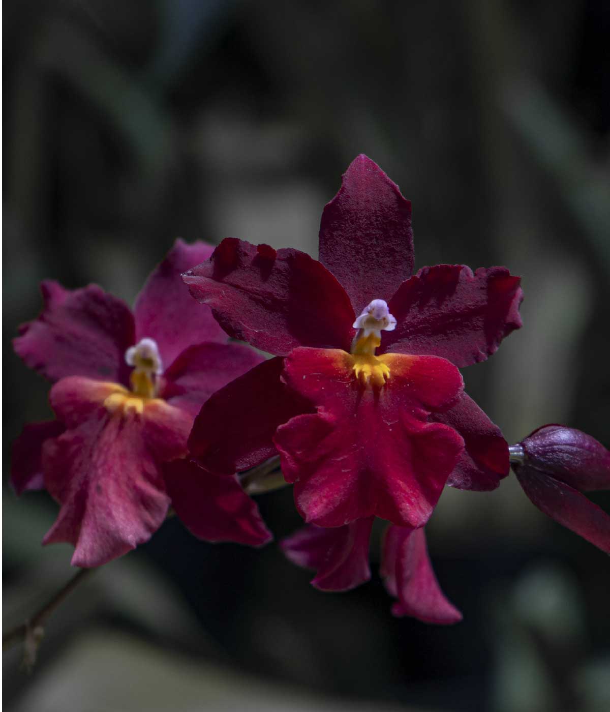 CORAZÓN  ONCIDIUM GRANATE #9