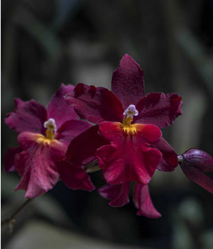 CORAZÓN  ONCIDIUM GRANATE #9